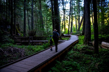 A park ranger enjoying a hike along Trail of the Cedars.