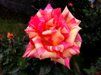 Striped rose
