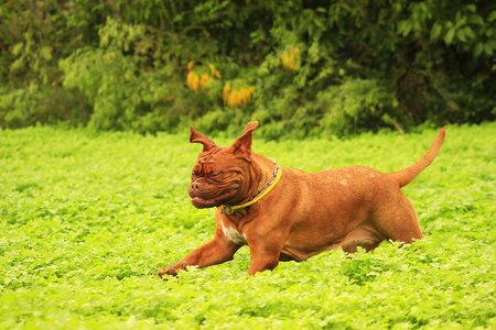 De dogue outdoors