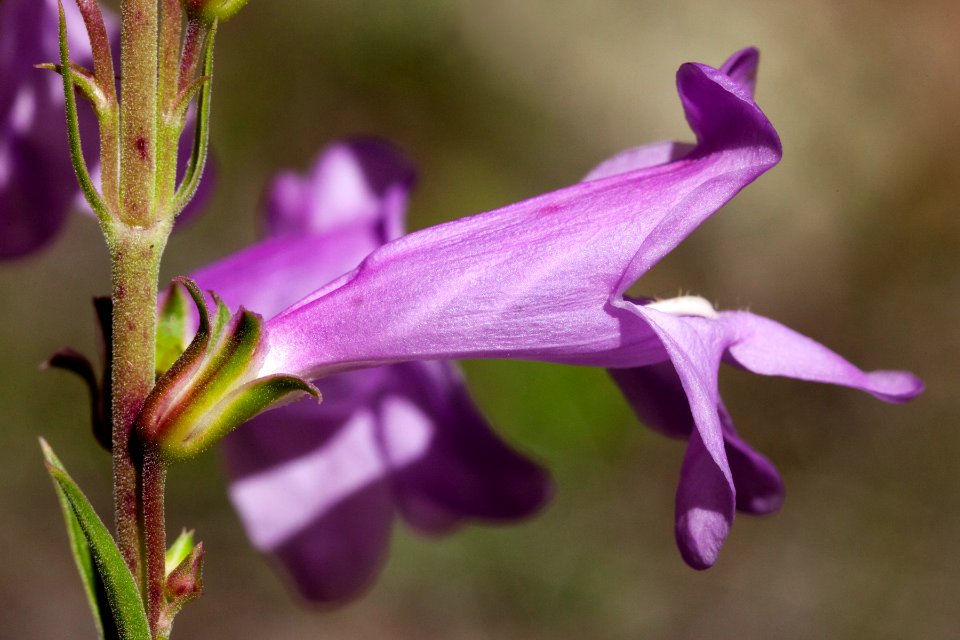 Penstemon virgatus subsp. virgatus