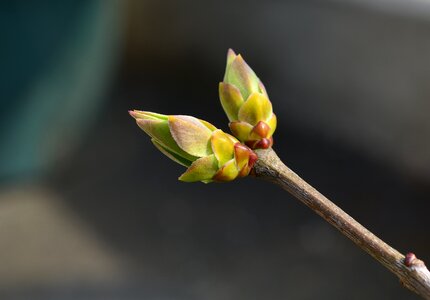 Tree branch close up