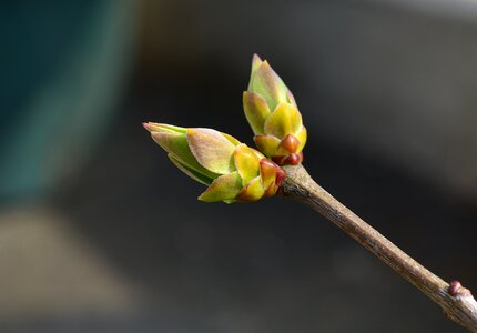 Tree branch close up photo