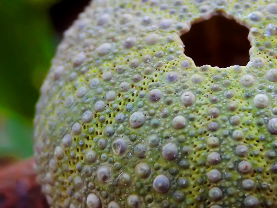 Globular animal shell