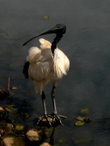 Ibis