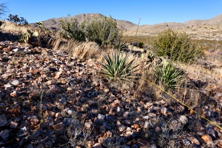 Northwestern foothills of the Animas Mountains photo