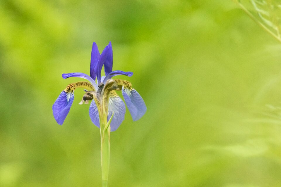 Iris flowers republic of korea