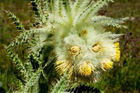 Cirsium eatonii var. eriocephalum