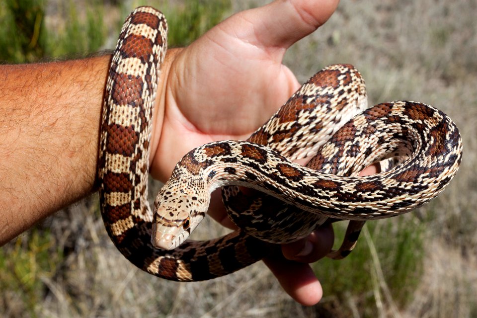 Pituophis catenifer affinis