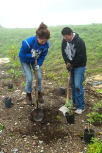 Volunteer Group Planting at Logan Pass 11