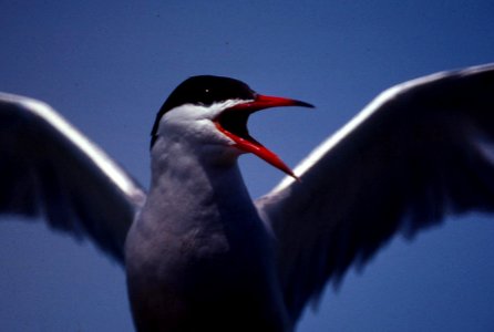 Common tern angry photo