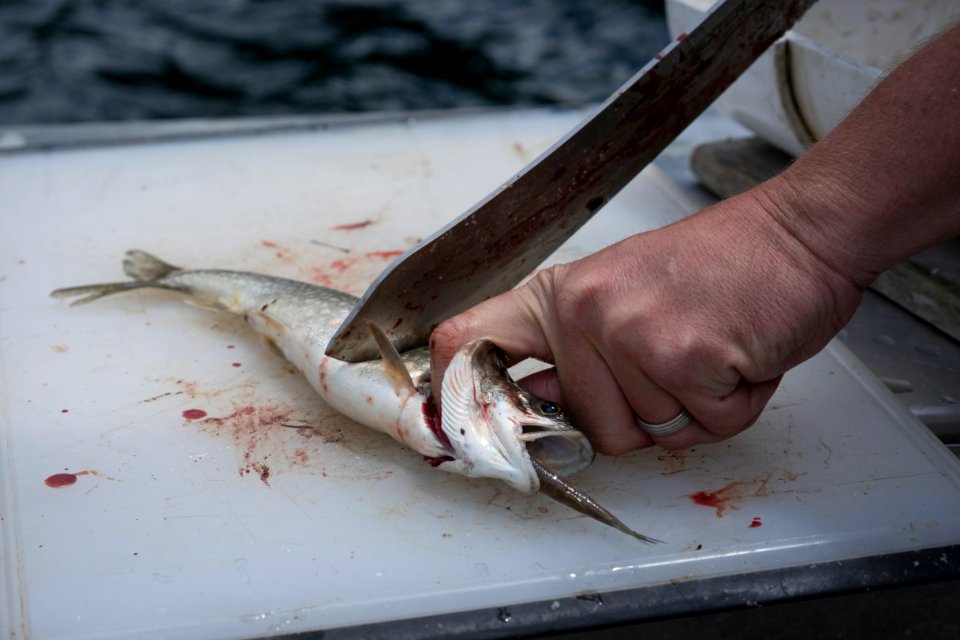 Quartz Lake Fish Project 17