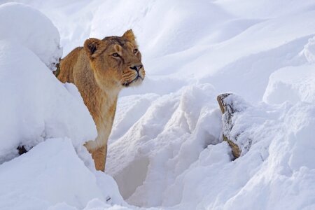 Zoo lion females predator photo