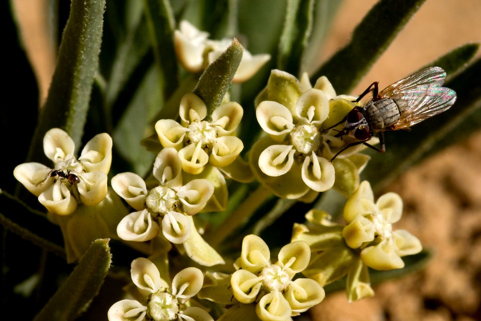 Asclepias macrosperma