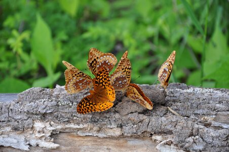 Butterflys log grass