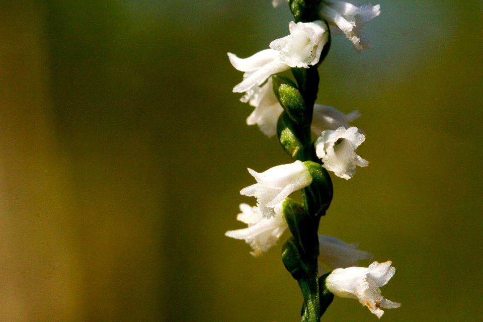 Spiranthes tuberosa