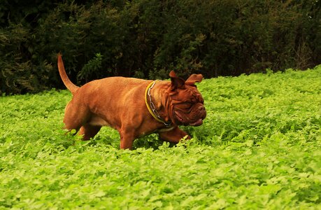 De dogue outdoors
