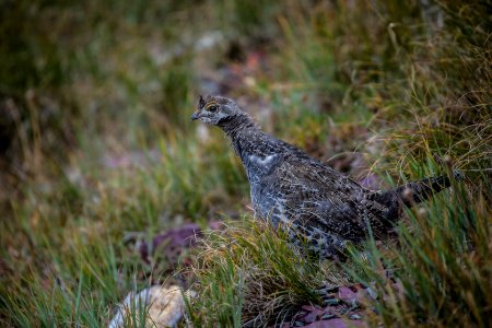 Dusky Grouse (Dendragapus obscurus)