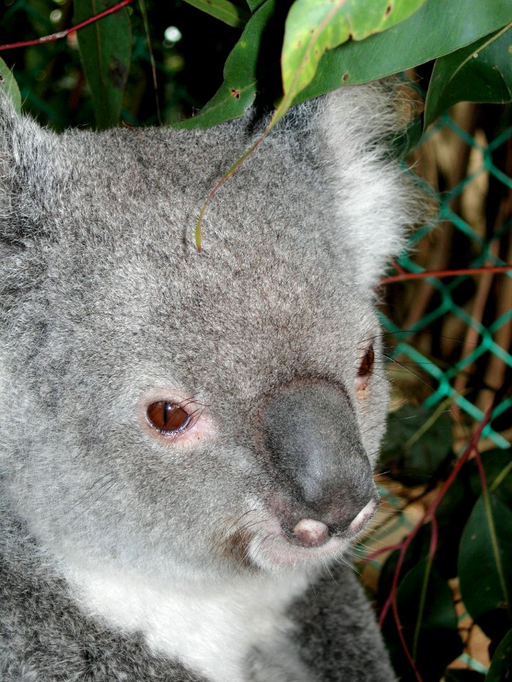 Koala