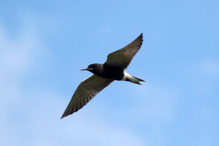 Black tern flying photo