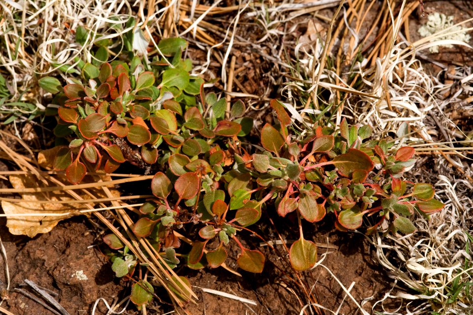 Eriogonum umbellatum