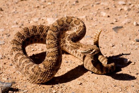Crotalus viridis