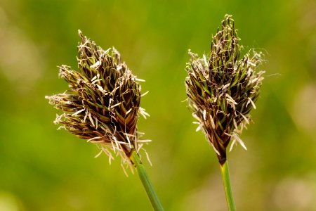 Carex ebenea
