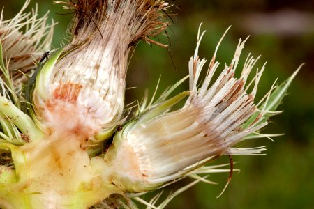 Cirsium drummondii