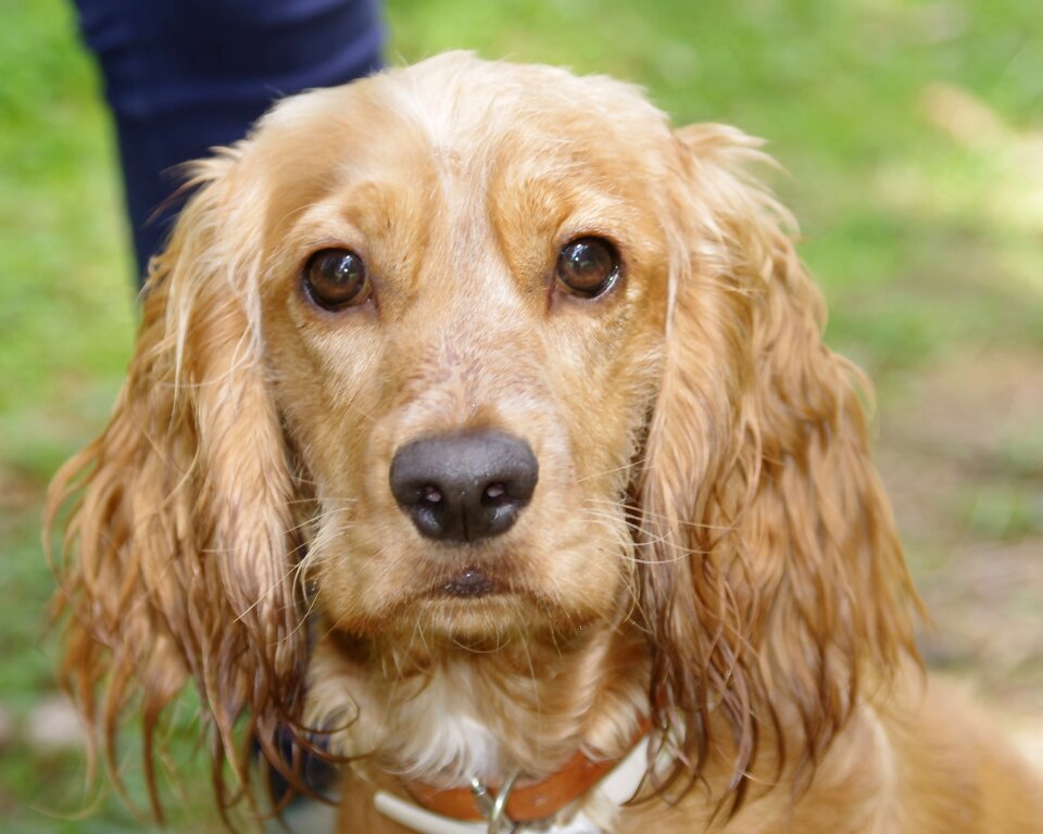 Canine looking head