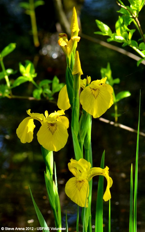 Yellow Flag (Iris pseudacorus) Great Meadows NWR, Concord, MA