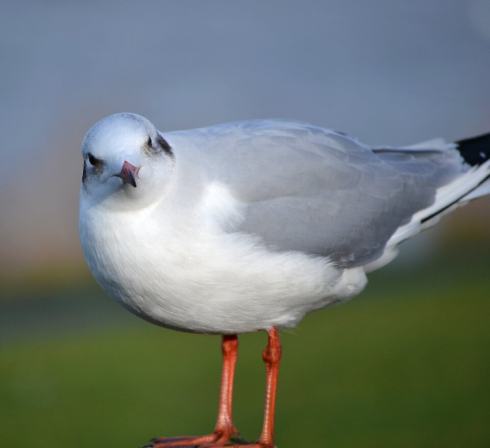 Seagull white nature