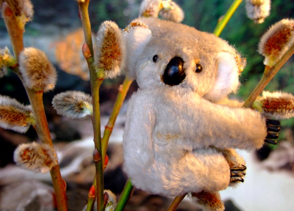Barkoala