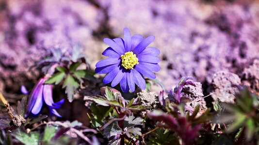 Blossom bloom blue-purple photo