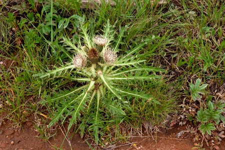 Cirsium drummondii