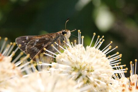 Bug moth insect