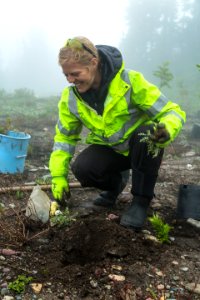 Volunteer Group Planting at Logan Pass 24
