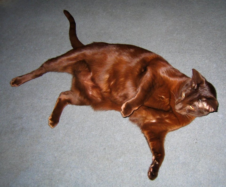 Addison Siamese Havana cat Stretch 4669