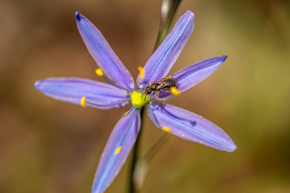 Camas Flower and a Pollinator