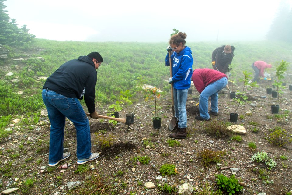 Volunteer Group Planting at Logan Pass 04