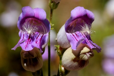Penstemon grinnellii var. scrophularioides