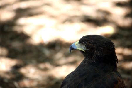 Boy Scout Jamboree 2010