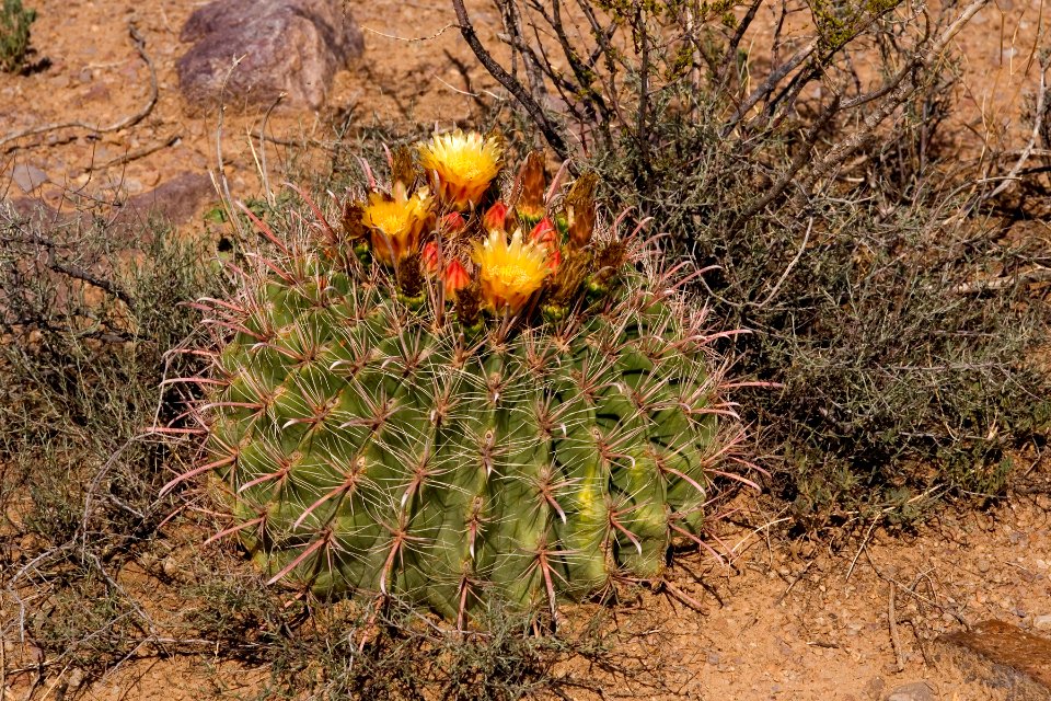 Ferocactus wislizeni