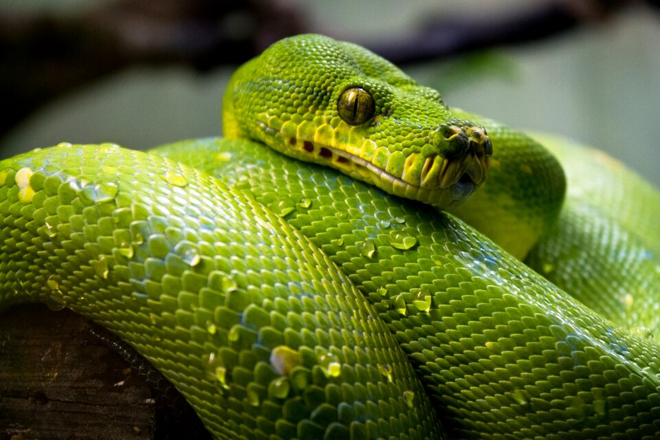 Close reptile tropical