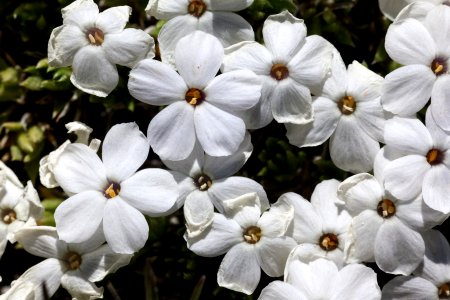 Phlox condensata