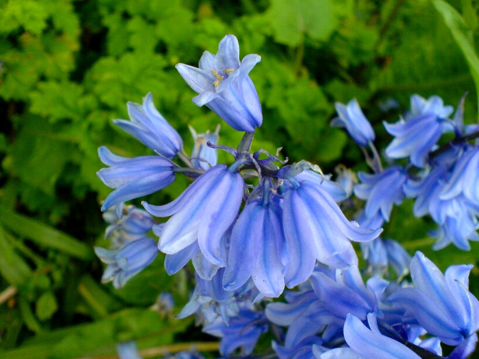 Bluebells photo