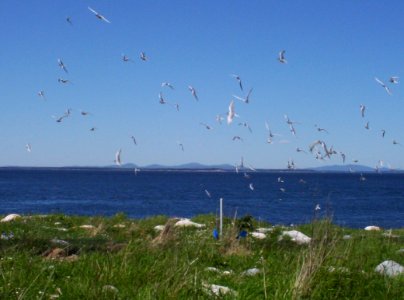 Terns flying over the grass photo