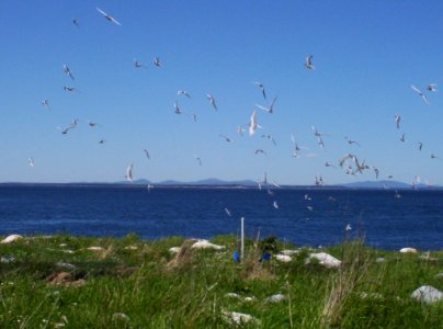 Terns flying over the grass