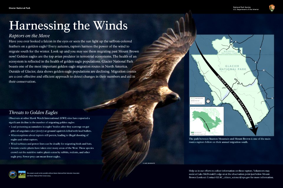 Eagle Migration