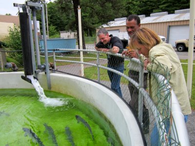 Atlantic salmon viewing pool photo