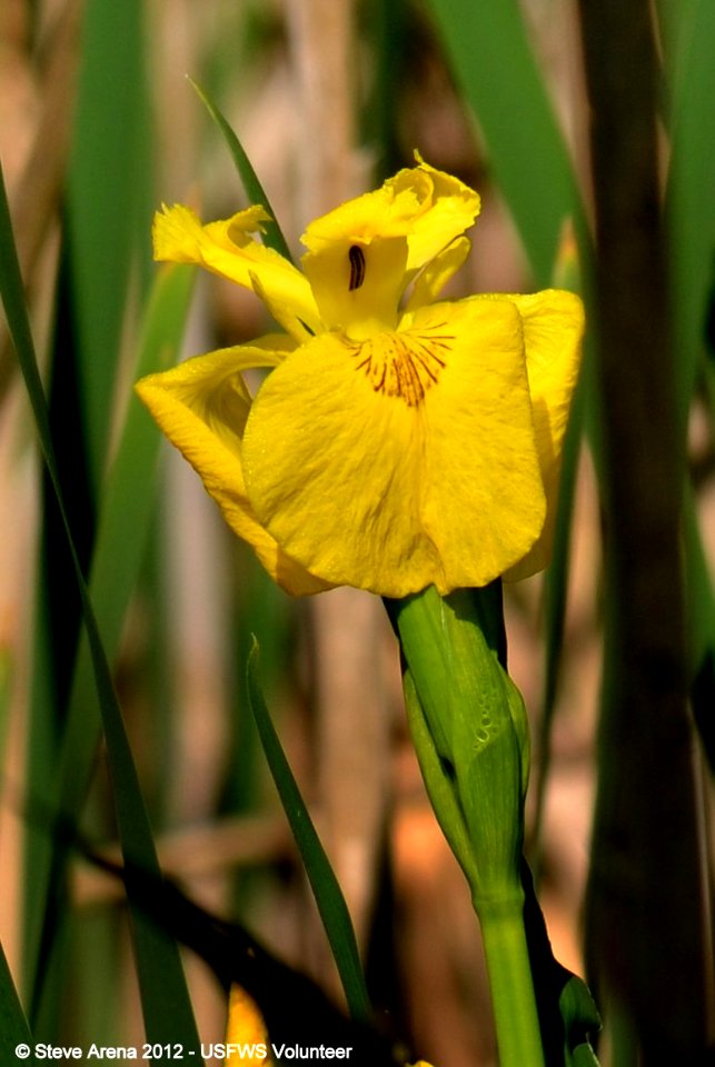 Yellow Flag (Iris pseudacorus) Great Meadows NWR, Concord, MA