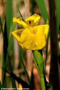 Yellow Flag (Iris pseudacorus) Great Meadows NWR, Concord, MA